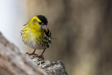 Eurasian Siskin
