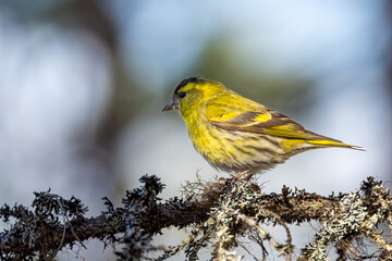 Eurasian Siskin