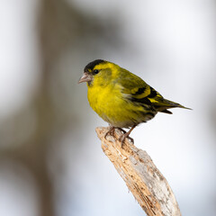 Eurasian Siskin