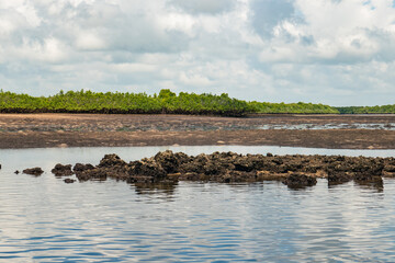 Mangrove forests at the shores of Indian Ocean near Manda Isalnd, Lamu, Kenya