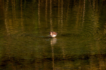Obraz na płótnie Canvas duck in the lake