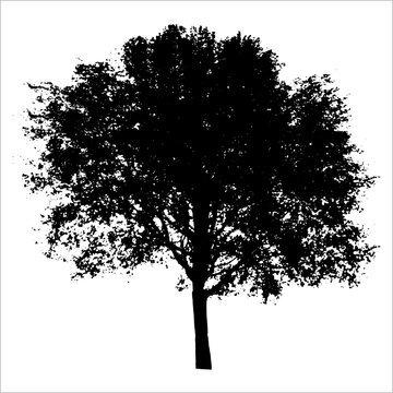 silhouette of tree silluette tree. trees line drawing, Side view, set of graphics trees elements outline symbol for architecture and landscape design drawing. Vector illustration in stroke fill