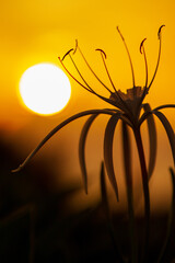 Lily at Sunset - Whale Bay, Bermuda