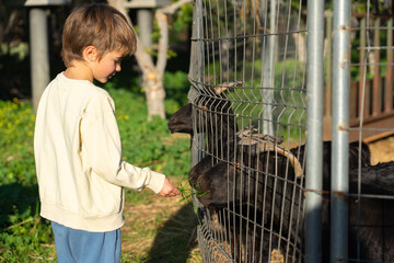 Boy feeding goats on a farm