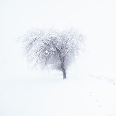 Fototapeta premium Arbre en hiver