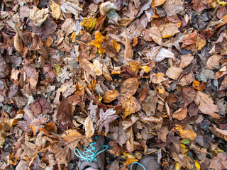 High angle view of hiker's feet on woodland trail covered in fall leaves overing the forest floor