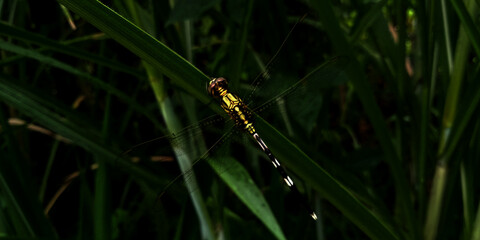 Wild plant dragonfly background