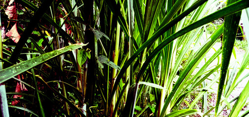 Background of grasshoppers on wild plants