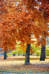Beautiful autumn colored trees in public park Orebro Sweden