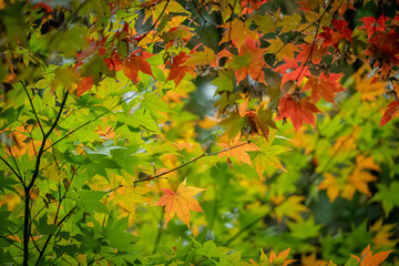色々な色彩のある紅葉