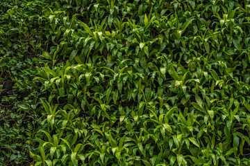 air purifying plants, garden design and decoration