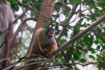 Central American squirrel monkey - Saimiri oerstedii also red-backed squirrel monkey, in the tropical forests of Central and South America in the canopy layer, orange back white and black face.