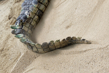 Detail of the tail of a Crocodylidae. A big and dangerous crocodile on the sand of a zoo reptile.