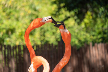 A couple of Pink Caribbean flamingos in a zoo for public viewing