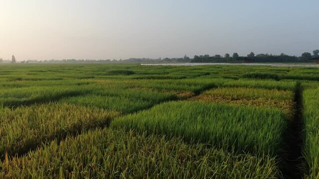 Aerial view of agriculture in rice fields for cultivation. Green pattern of rice field. Top down aerial view - Natural the texture for background.