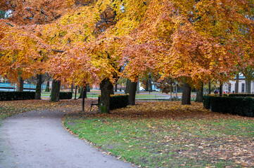 Beautiful autumn colored trees in public park Orebro Sweden