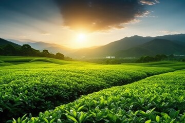 Green tea plantation at sunrise time,nature background. AI Generated - obrazy, fototapety, plakaty