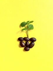 Plant growing from the coffee beans