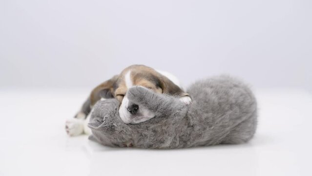 Sleepy Beagle puppy lying on cute kitten