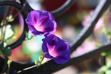 Beautiful flowers 