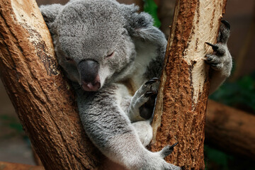 Koala