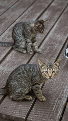 Two kittens on the wooden floor