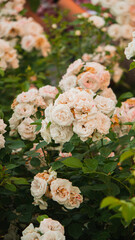 White flowers in a flower bed