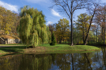 Fototapeta na wymiar Green weeping willow by the pond