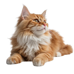 Cat Lying Down Isolated on Transparent or White Background, PNG