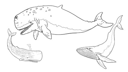 Fototapeta premium Set with three whale templates for coloring: blue whale, sperm whale and prehistoric leviathan. Hand drawn illustration.