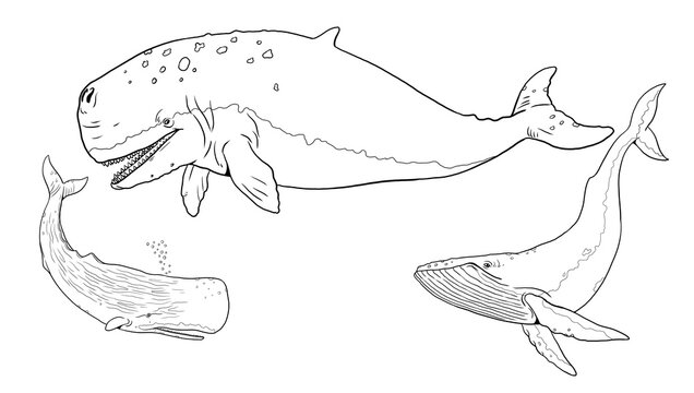 Set with three whale templates for coloring: blue whale, sperm whale and prehistoric leviathan. Hand drawn illustration.