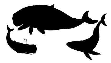 Set with three whale silhouettes: blue whale, sperm whale and prehistoric leviathan. Hand drawn illustration to cut out and glue. - obrazy, fototapety, plakaty
