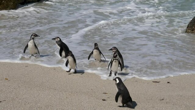 Group wild black footed penguins come out on sandy shore and shake off water after swimming in sea and catching sardines. South coast of Africa on Boulders Beach