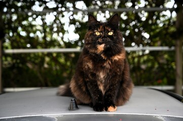 the cat sits and thinks. pet care. fluffy
