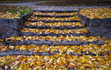 Old stone stairs in park covered in yellow autumn leaves