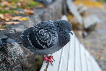 Pigeon bird in Orebro city center near castle