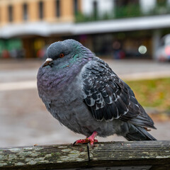Pigeon bird in Orebro city center near castle