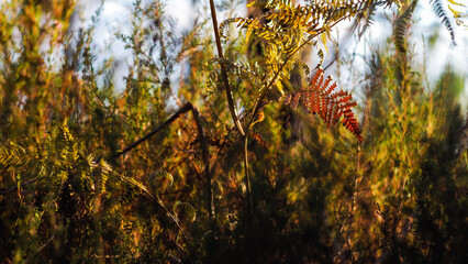Teintes automnales dans la forêt des Landes de Gascogne, pendant l'heure dorée
