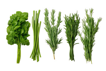 Different Fresh Green Herb On Transparent Background - obrazy, fototapety, plakaty