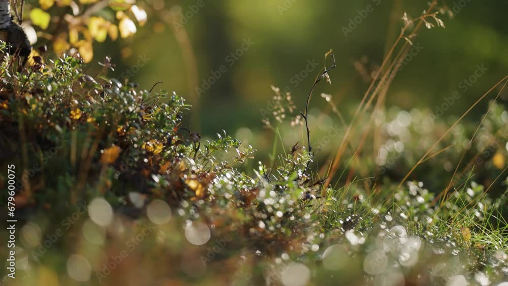Poster a soft carpet of tiny plants in the forest undergrowth.parallax video. bokeh background.