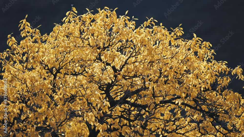 Poster a magnificent tree covered in yellow autumn leaves. a close-up parallax shot. bokeh.