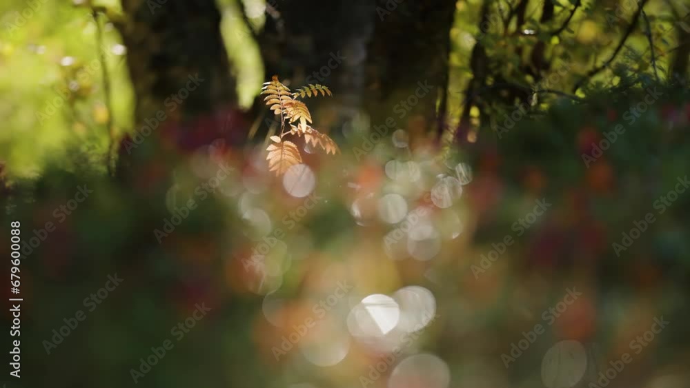 Poster a tiny rowan tree lit by the low autumn sun is in the center of the forest opening. parallax video. 