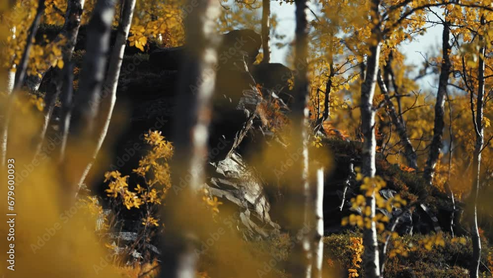 Poster an autumn birch tree grove in the rocky terrain. slow-motion parallax shot. bokeh background.