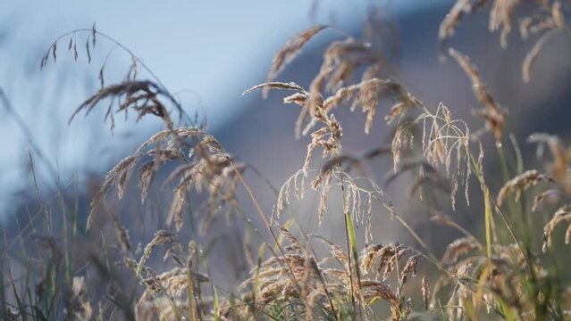 Delicate hoarfrost on the dry spikelets of grass. Slow-motion parallax video. Bokeh background.