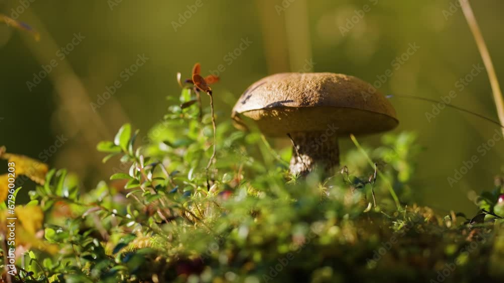 Poster a mushroom in the colorful forest undergrowth. a close-up parallax shot. bokeh.