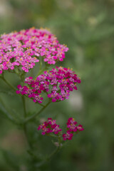flowers in the garden