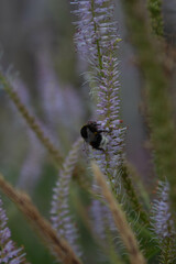 bee on a flower