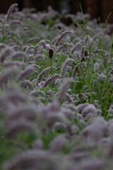 close up of flowers on the ground