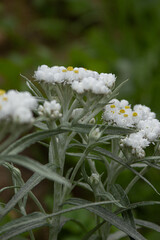 white daisy flowers