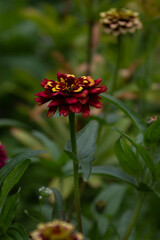 red and yellow flower